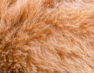 Closeup shot of  clean curly brown dog hair.