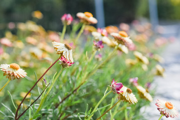flowers in the garden