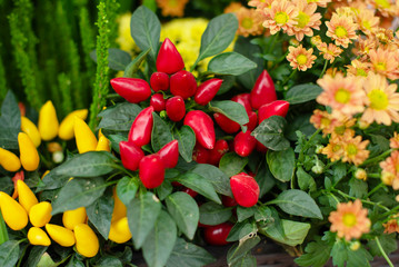 red hot pepper in a pot