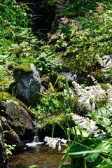 オオバギボウシ 白い花