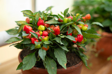 red hot pepper in a pot