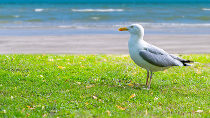Lesser black-backed gull isolated on lawn near seaside