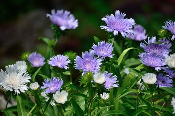 ストケシア 瑠璃菊 薄紫の花