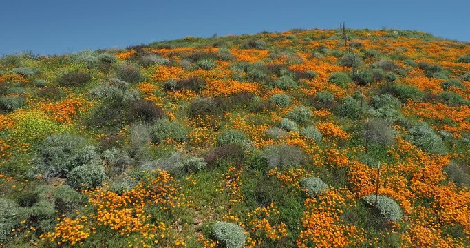4k Drone Flight Footage Over California Poppies Super Bloom