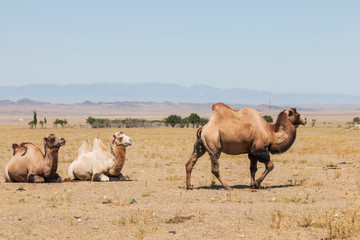 Bactrian camels (Camelus bactrianus) in Kazakhstan