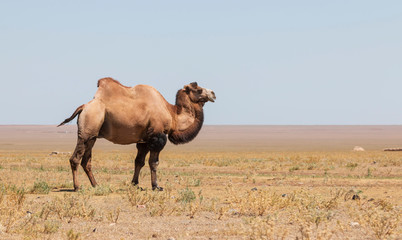 Bactrian camel (Camelus bactrianus) in Kazakhstan