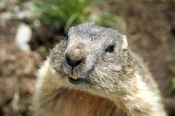 Smiling Marmot