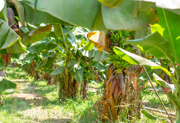 growing bananas on the plantation