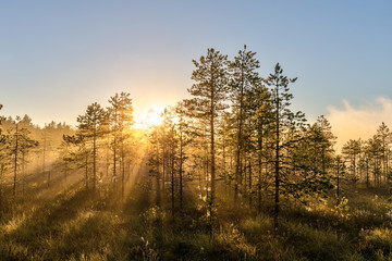 morning landscape in the forest