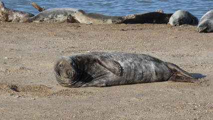 Grey Seal is happily enjoying the day sharing a big smile in England