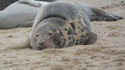 Grey Seal is smiling and enjoying a sunny day after food on an English beach