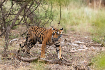 Fototapeta na wymiar Young male tiger walking, Ranthambhore National Park, Rajasthan, India