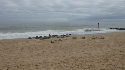 Grey Seal Mama's and Puppies enjoying a summer day on a beach in England