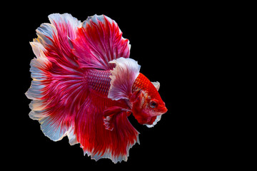 The moving moment beautiful of red siamese fighting fish in Thailand. Red betta fish, Fancy Halfmoon Betta, Betta splendens (biting fish), Rhythmic of Betta fish isolated on black background.