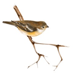 Bird on branch. Isolated on white background