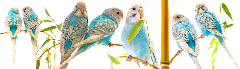 little blue wavy parrots on white background isolated