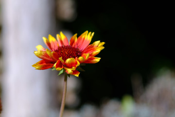 Großblütige Kokardenblume -auch Papageienblumen oder Malerblumen genannt