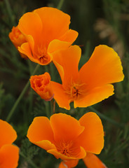 Fototapeta premium Mohn Kalifornischer Mohn orangene Blüte