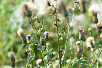 Thistle in a meadow lit by the evening sun. Natural background