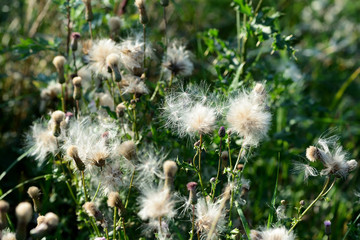 Thistle in a meadow lit by the evening sun. Natural background