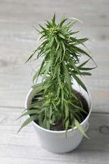 cannabis Bush home .  Hemp grows in a flower pot on a gray woody background .