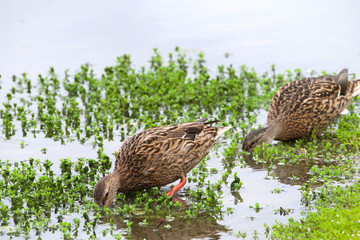 two female mallard ducks eating in shallow marsh water. Often found in city parks, a very common variety of duck in California