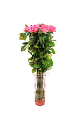 Obraz premium Beautiful rose flowers bunch isolated on white background