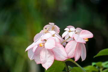 Blooming Pink Flower  