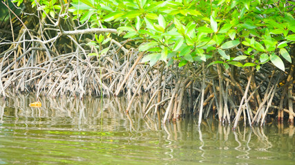 Mangrove trees along the river