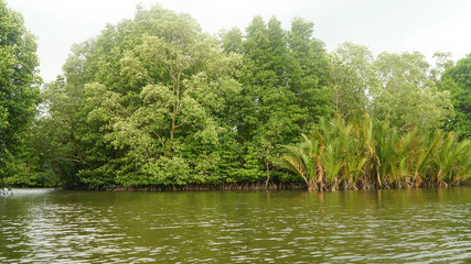 Mangrove trees along the river