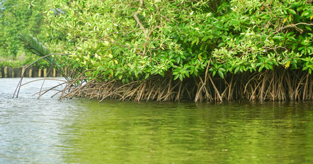 Mangrove trees along the river