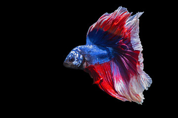 Betta, Siamese fighting fish on a black background.