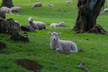 Fototapeta premium Resting Lamb
