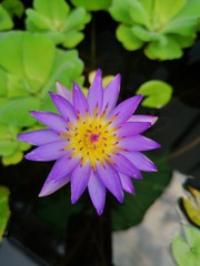 lotus in the pond