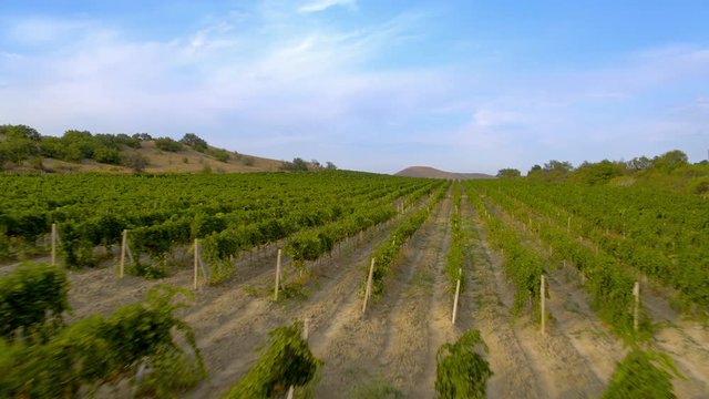 Flying over grape fields, Aerial