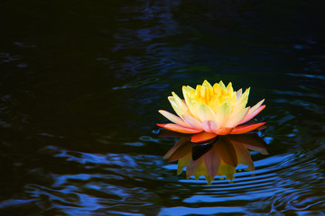 Beautiful yellow and pink lotus flower or  lily flower blossom (water lily) with yellow pollen on water surface and water reflection background.