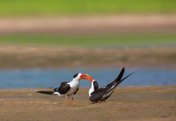 Skimmers courtship, Tern-like birds, Laridae family, Chambal river, Rajasthan, India - obrazy, fototapety, plakaty