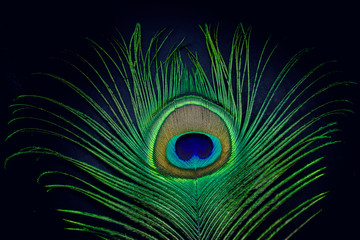 peacock feather on black background