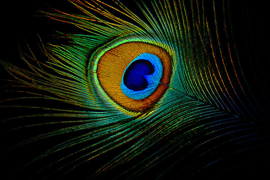 Peacock Feather Images – Browse 241,177 Stock Photos, Vectors, and Video