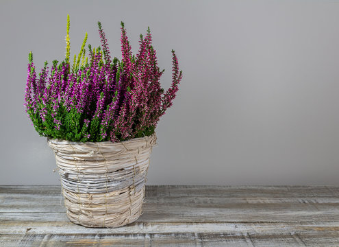 Calluna vulgaris, heath flower in rustic wicker planter on wood desk