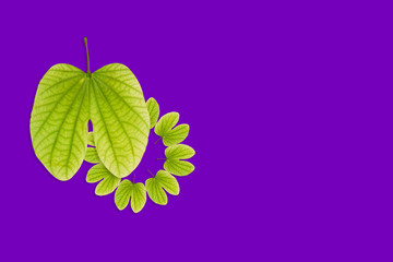 Dussehra greeting card using apta / Bauhinia racemosa