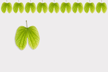 Dussehra greeting card using apta / Bauhinia racemosa