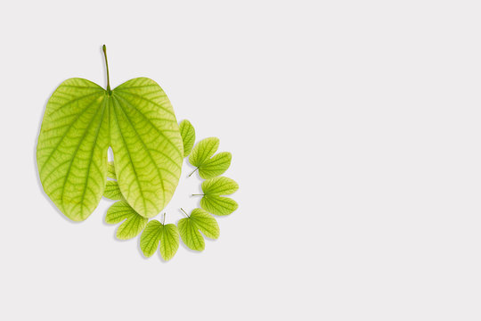 Dussehra greeting card using apta / Bauhinia racemosa