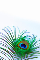 Obraz premium peacock feather on white background with copy space