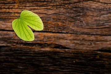 Dussehra greeting card using apta / Bauhinia racemosa