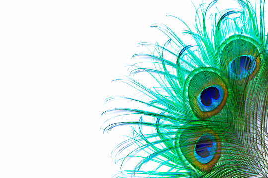 peacock feather on white background with copy space