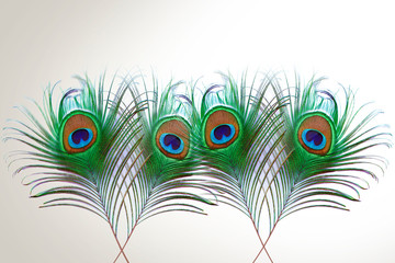 Obraz premium peacock feather isolated on white background with copy space