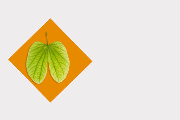 Dussehra greeting card using apta / Bauhinia racemosa