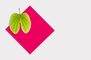 Dussehra greeting card using apta / Bauhinia racemosa