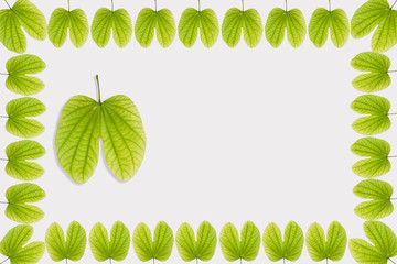 Dussehra greeting card using apta / Bauhinia racemosa